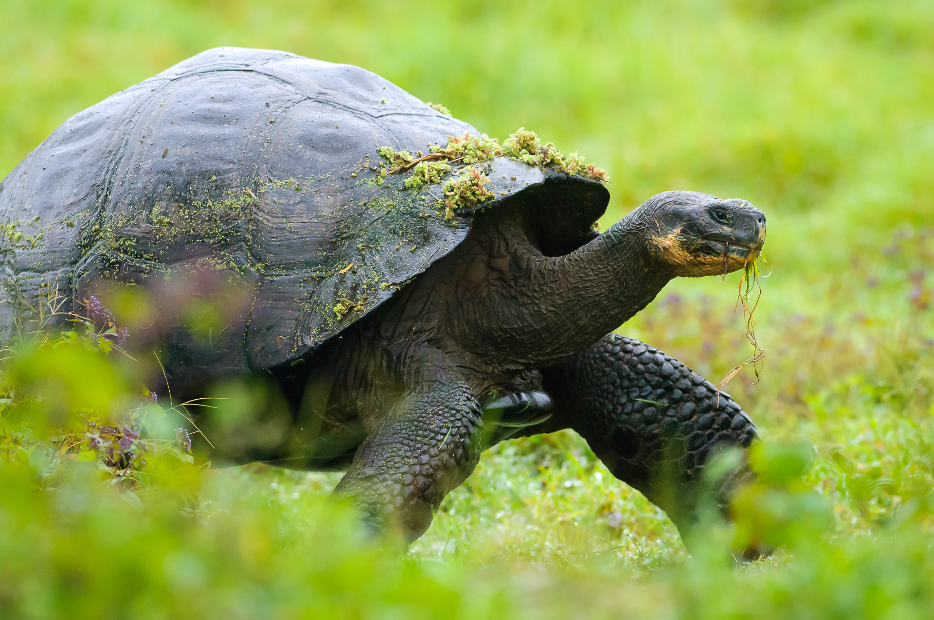 Enrique-del-Campo-Manzano