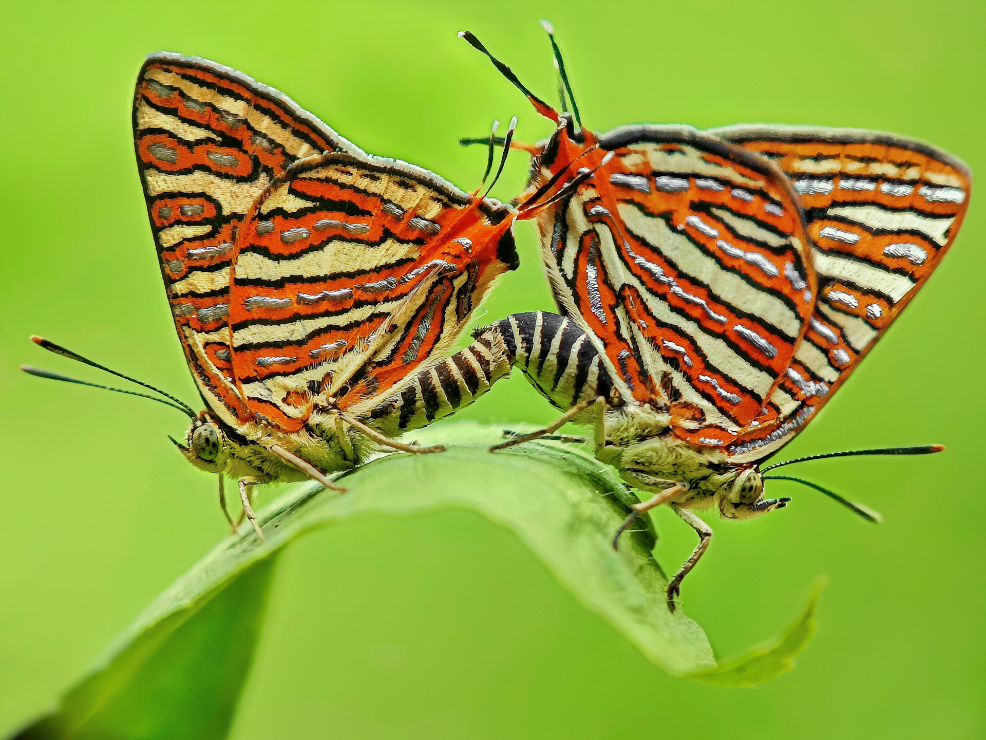 Nature's palette, A symphony of colors - Sritam Kumar Sethy