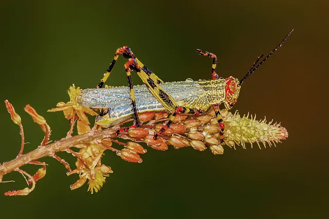 -El-maravilloso-mundo-de-los-insectos