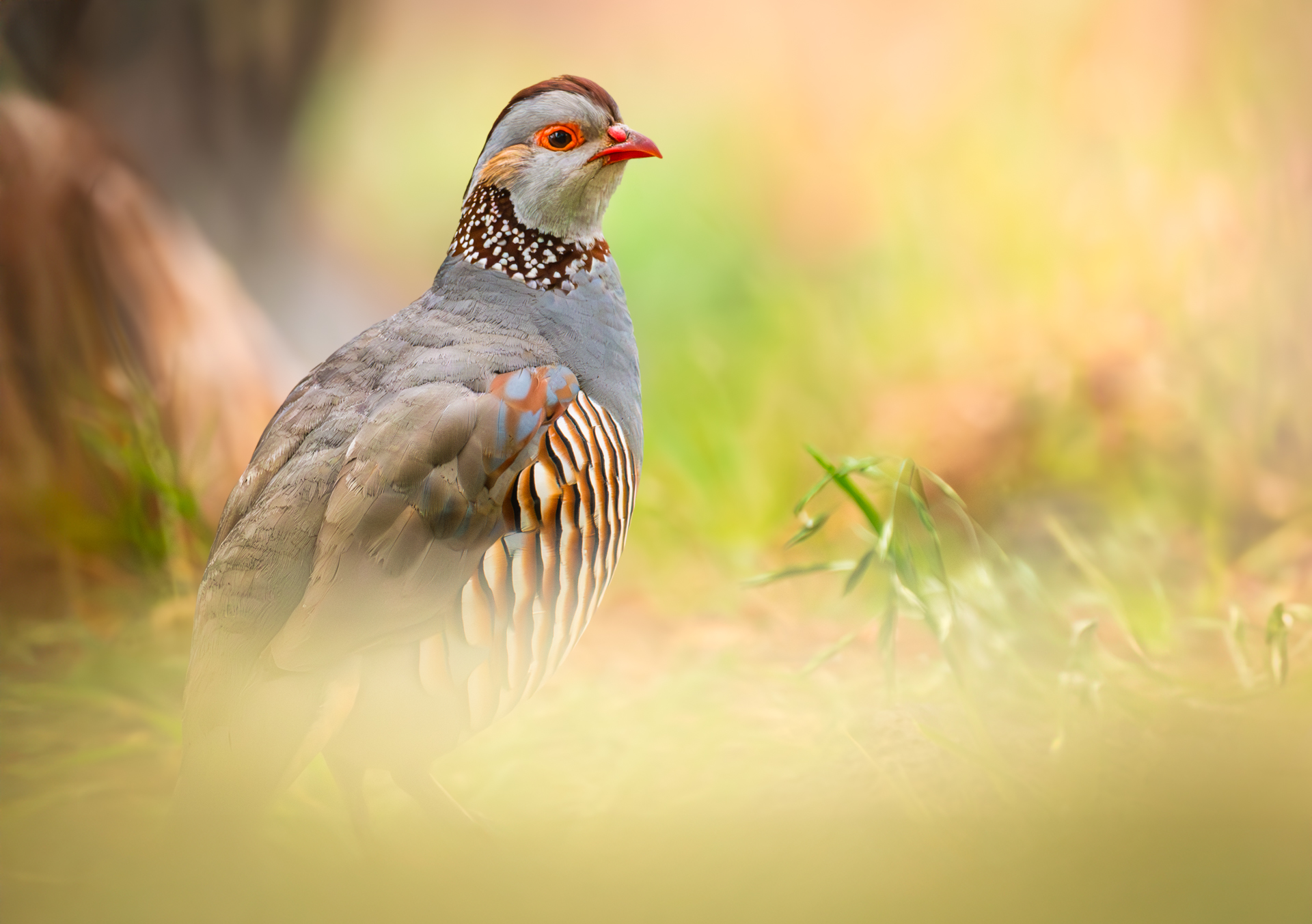 Complices del Alisio